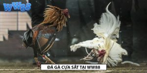 đá gà cựa sắt