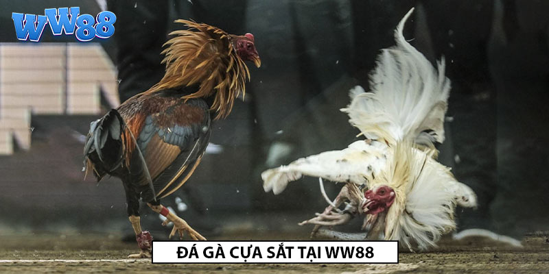 đá gà cựa sắt