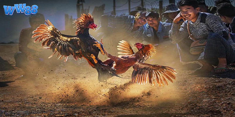 Đặt cược đá gà tại WW88 cực kỳ nhanh chóng